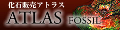 アンモライトの販売 化石販売アトラス