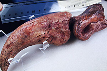 スピノサウルスのカギ爪（写真）