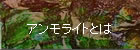 アンモライトとは