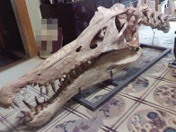 化石写真