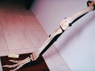 化石写真