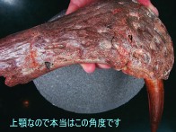 化石写真