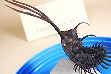 三葉虫の化石（写真）